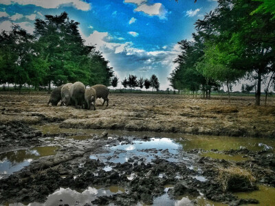 OPG Vlado Krivić - mangulice