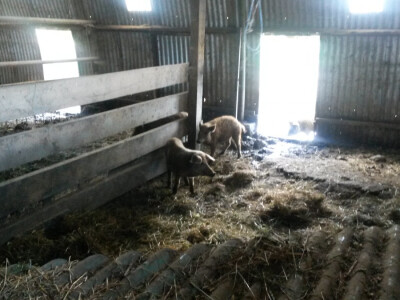 OPG Vlado Krivić - mangulice