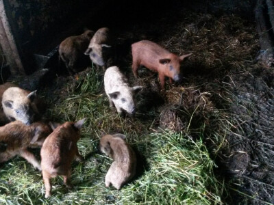 OPG Vlado Krivić - mangulice