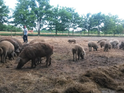 OPG Vlado Krivić - mangulice