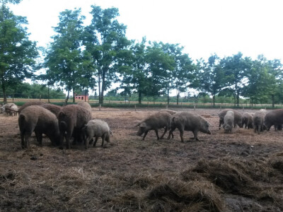 OPG Vlado Krivić - mangulice