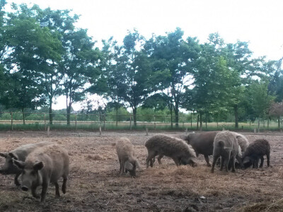 OPG Vlado Krivić - mangulice