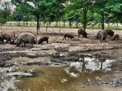 OPG Vlado Krivić - mangulice