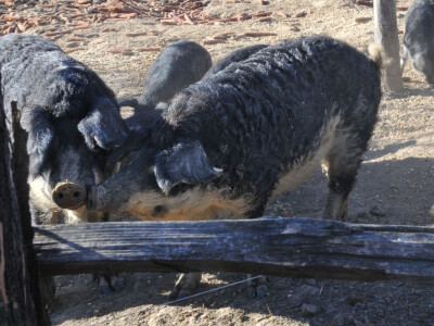 Mangulice foto Biljana Nenković