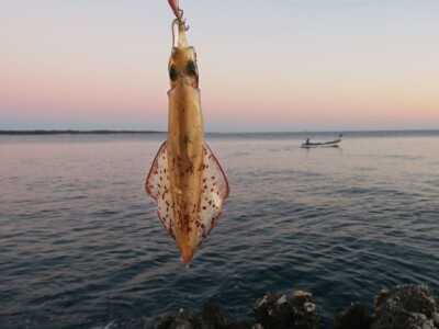 Manifestacija - Dani orade i kalamara u Ližnjanu