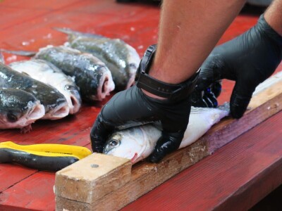 Manifestacija - Dani orade i kalamara u Ližnjanu