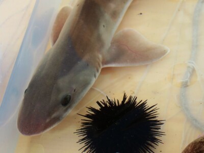 Manifestacija - Dani orade i kalamara u Ližnjanu