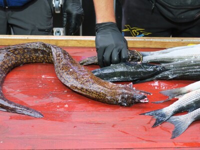 Manifestacija - Dani orade i kalamara u Ližnjanu