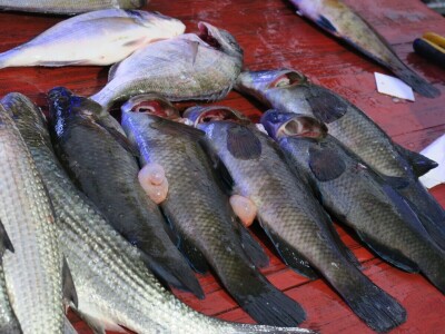 Manifestacija - Dani orade i kalamara u Ližnjanu