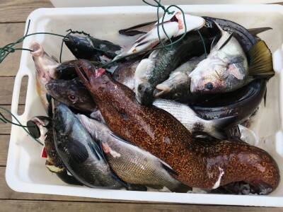 Manifestacija - Dani orade i kalamara u Ližnjanu