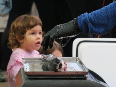 Manifestacija - Dani orade i kalamara u Ližnjanu