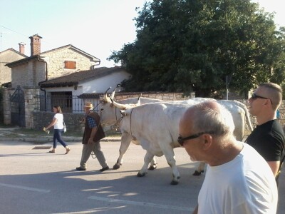 Manifestacija Jakovlja uz smotru istarskih volova