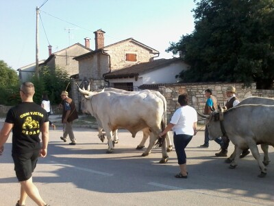 Manifestacija Jakovlja uz smotru istarskih volova