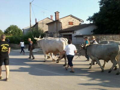 Manifestacija Jakovlja uz smotru istarskih volova