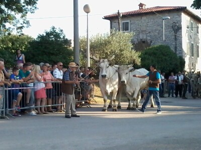Manifestacija Jakovlja uz smotru istarskih volova