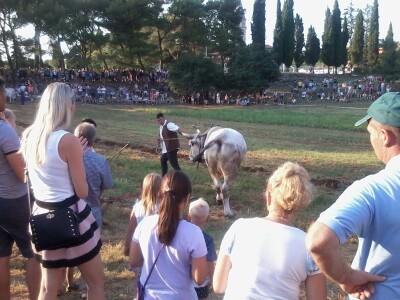 Manifestacija Jakovlja uz smotru istarskih volova