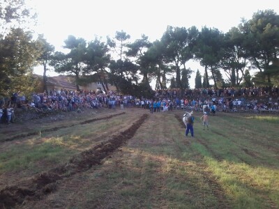 Manifestacija Jakovlja uz smotru istarskih volova