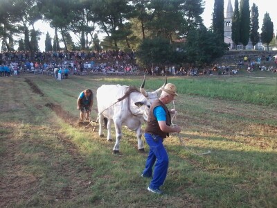 Manifestacija Jakovlja uz smotru istarskih volova