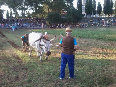 Manifestacija Jakovlja uz smotru istarskih volova