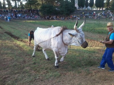 Manifestacija Jakovlja uz smotru istarskih volova