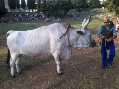 Manifestacija Jakovlja uz smotru istarskih volova
