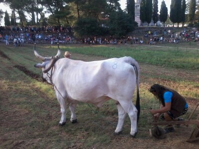 Manifestacija Jakovlja uz smotru istarskih volova