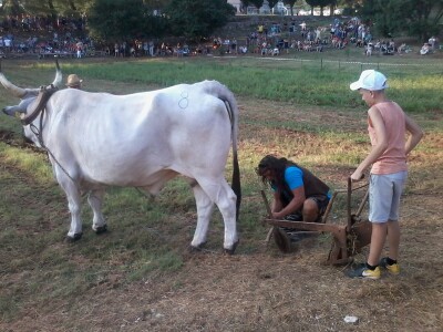 Manifestacija Jakovlja uz smotru istarskih volova