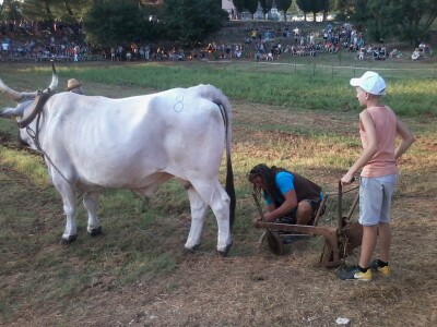 Manifestacija Jakovlja uz smotru istarskih volova
