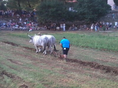 Manifestacija Jakovlja uz smotru istarskih volova