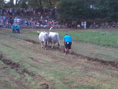 Manifestacija Jakovlja uz smotru istarskih volova