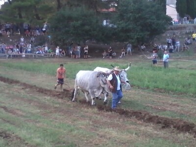 Manifestacija Jakovlja uz smotru istarskih volova