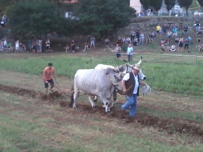 Manifestacija Jakovlja uz smotru istarskih volova