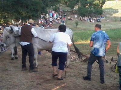 Manifestacija Jakovlja uz smotru istarskih volova