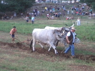 Manifestacija Jakovlja uz smotru istarskih volova