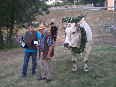 Manifestacija Jakovlja uz smotru istarskih volova