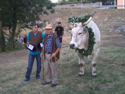 Manifestacija Jakovlja uz smotru istarskih volova