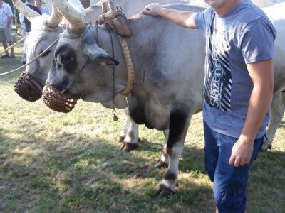 Manifestacija Jakovlja uz smotru istarskih volova