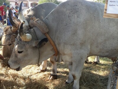 Manifestacija Jakovlja uz smotru istarskih volova