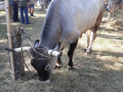 Manifestacija Jakovlja uz smotru istarskih volova