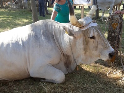 Manifestacija Jakovlja uz smotru istarskih volova