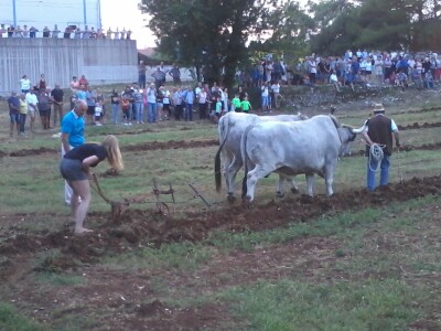 Manifestacija Jakovlja uz smotru istarskih volova