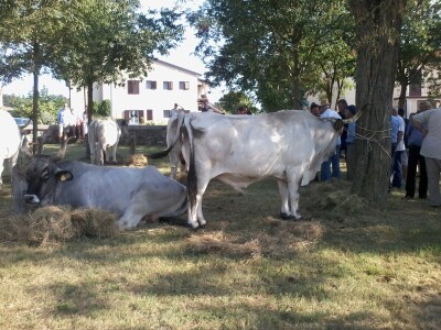 Manifestacija Jakovlja uz smotru istarskih volova