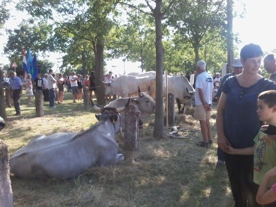 Manifestacija Jakovlja uz smotru istarskih volova