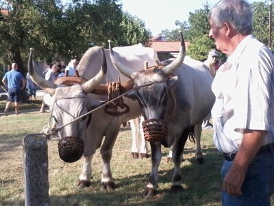 Manifestacija Jakovlja uz smotru istarskih volova