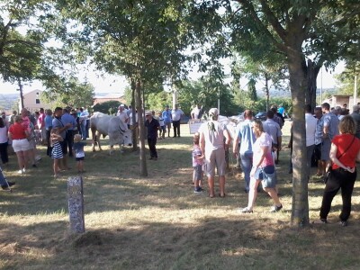 Manifestacija Jakovlja uz smotru istarskih volova
