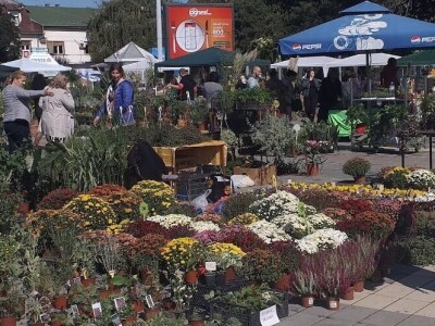 manifestacije Cvetna pijaca i Noćni bazar manifestacije Cvetna pijaca i Noćni bazar