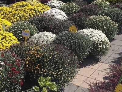 manifestacije Cvetna pijaca i Noćni bazar manifestacije Cvetna pijaca i Noćni bazar