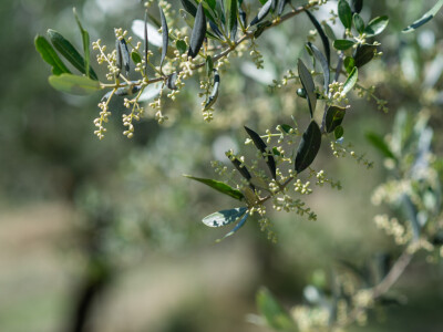 BERBA MASLINA U HERCEGOVINI
