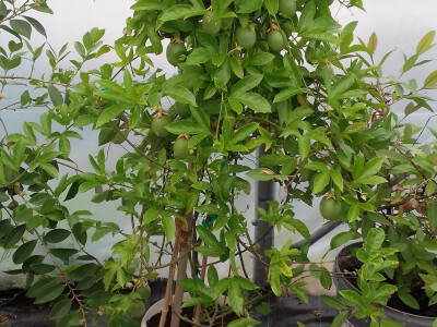 Marakuja s plodovima