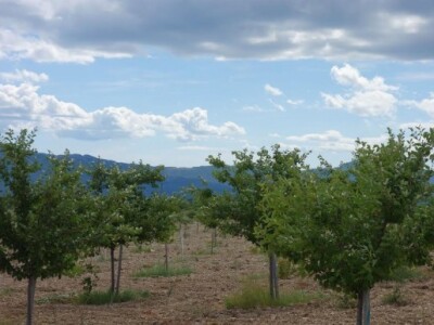 Voćnjak se prostire na 50 hektara površine